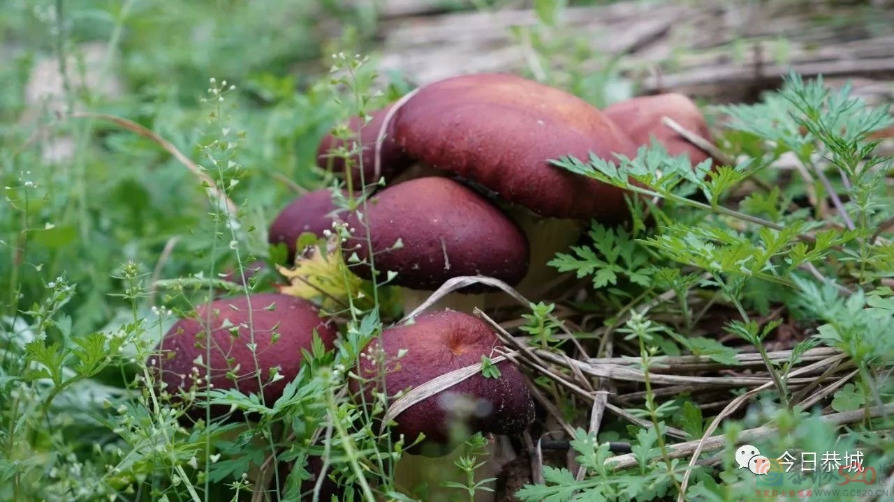 小小赤松茸撑起产业振兴致富伞654 / 作者:论坛小编01 / 帖子ID:305628