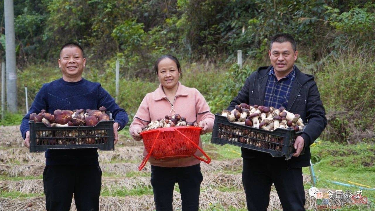 小小赤松茸撑起产业振兴致富伞851 / 作者:论坛小编01 / 帖子ID:305628