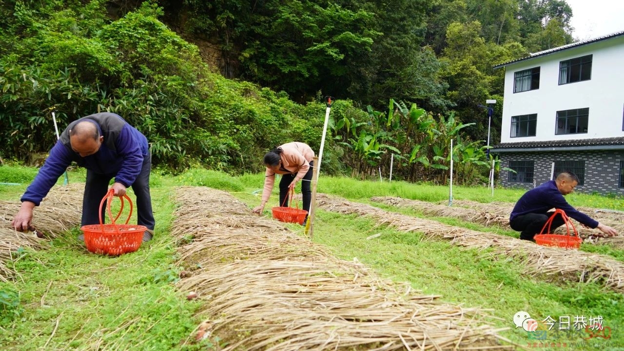 小小赤松茸撑起产业振兴致富伞524 / 作者:论坛小编01 / 帖子ID:305628