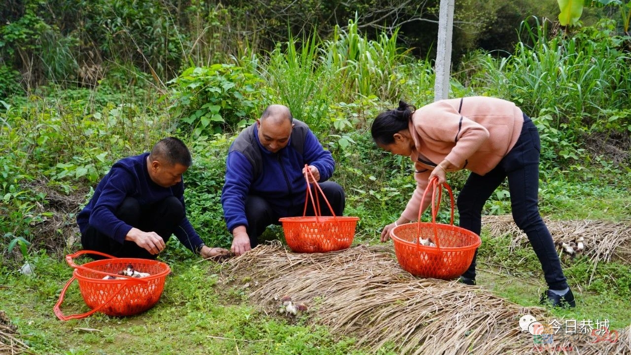 小小赤松茸撑起产业振兴致富伞662 / 作者:论坛小编01 / 帖子ID:305628