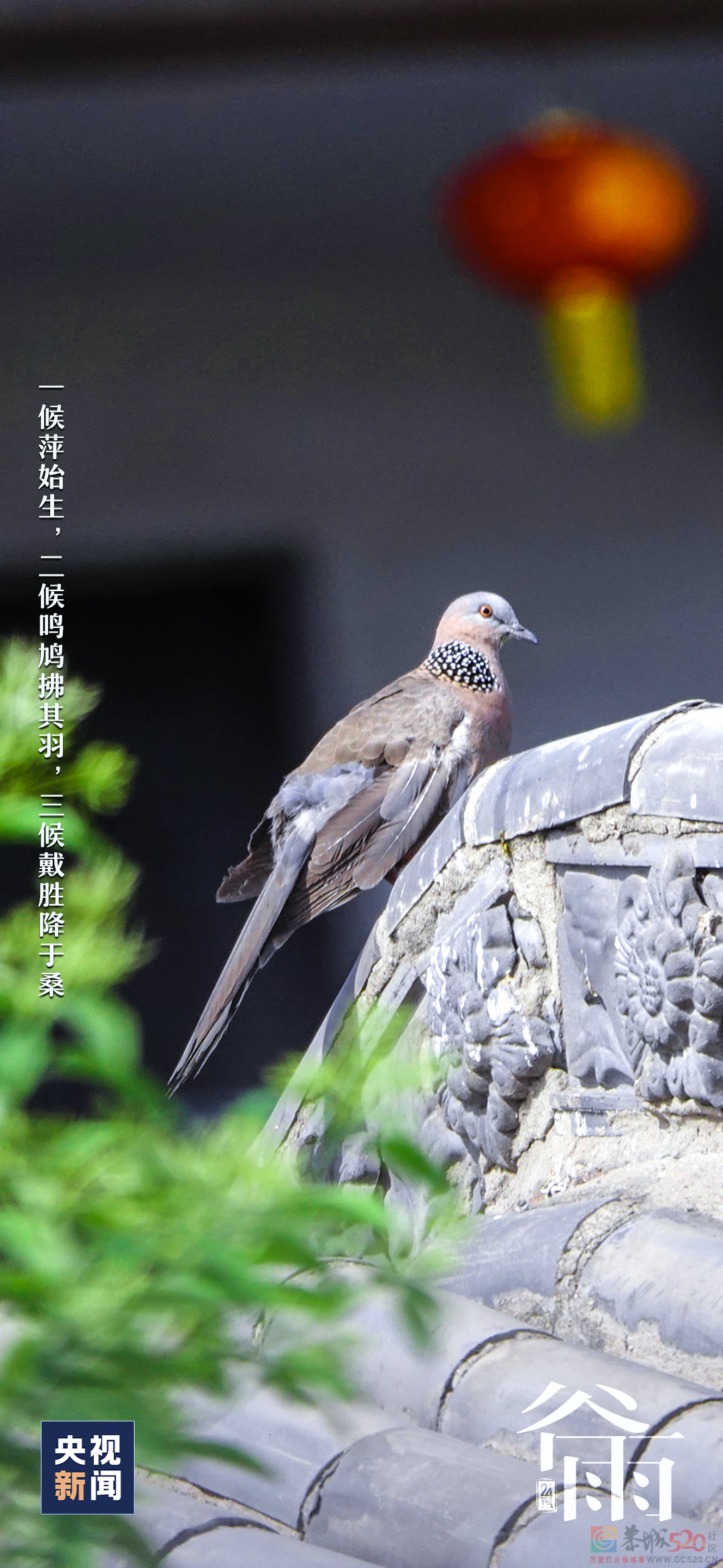 春归谷雨，夏日将至654 / 作者:登山涉水 / 帖子ID:306084