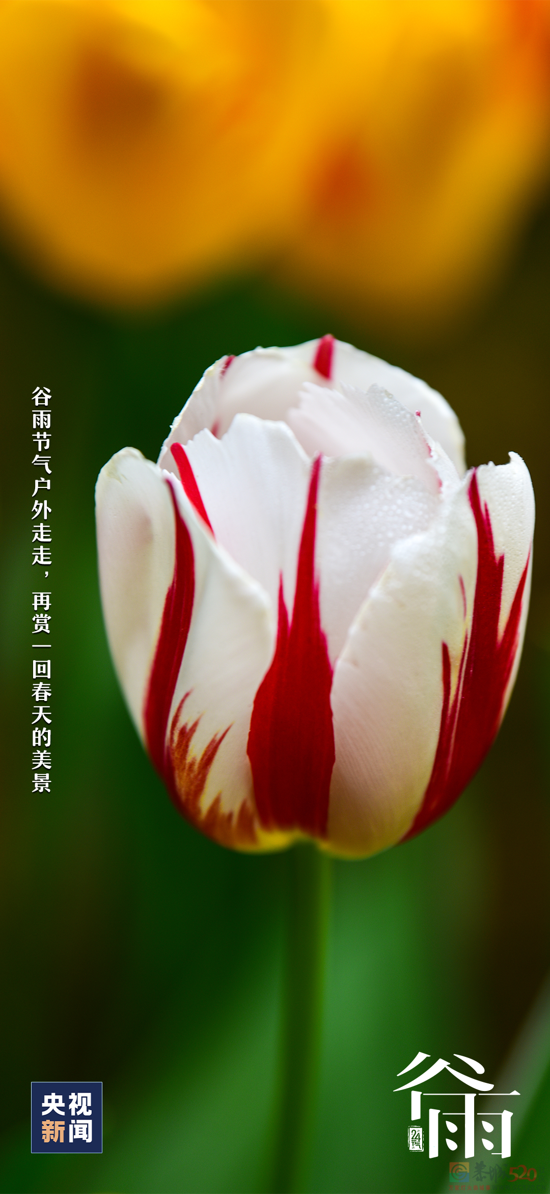 春归谷雨，夏日将至647 / 作者:登山涉水 / 帖子ID:306084