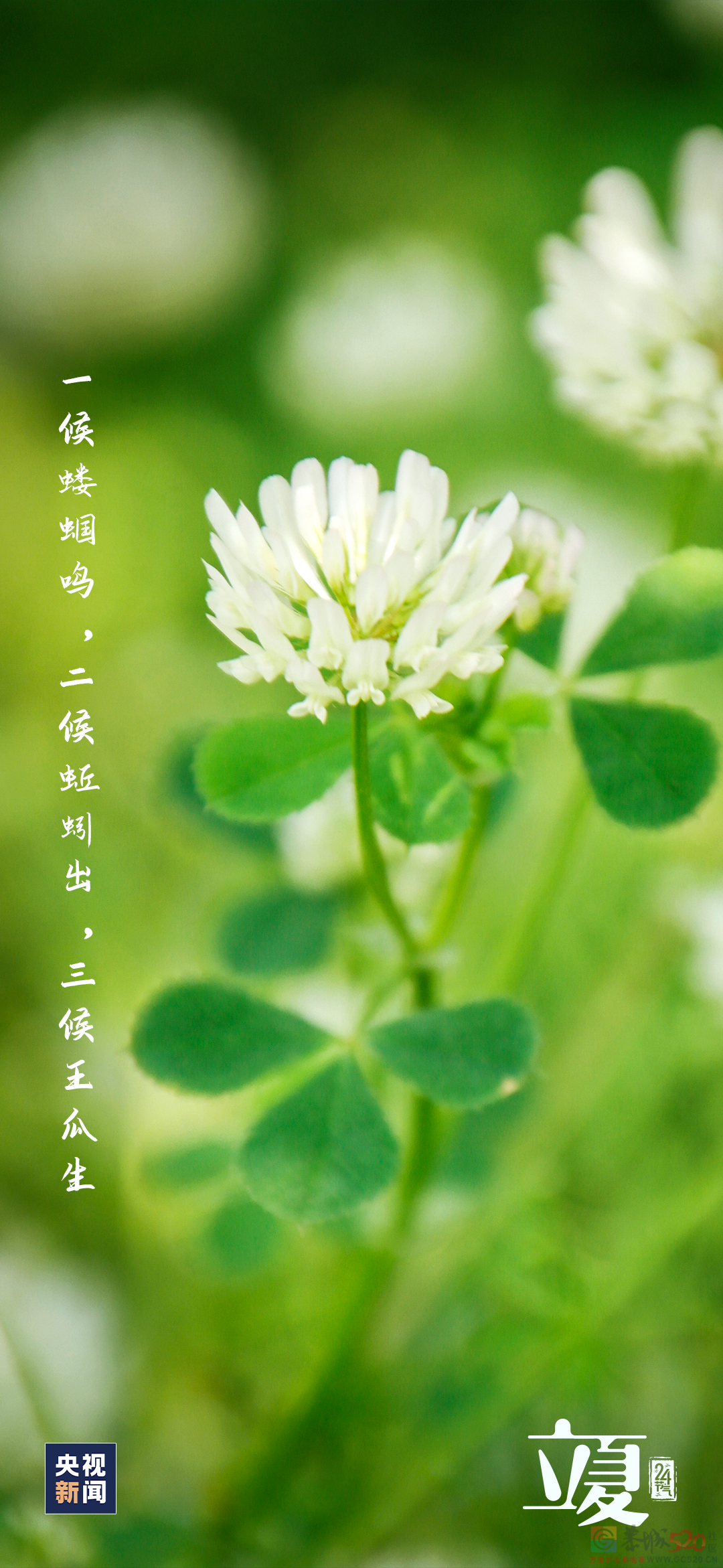 你好，夏天！2 / 作者:登山涉水 / 帖子ID:306469