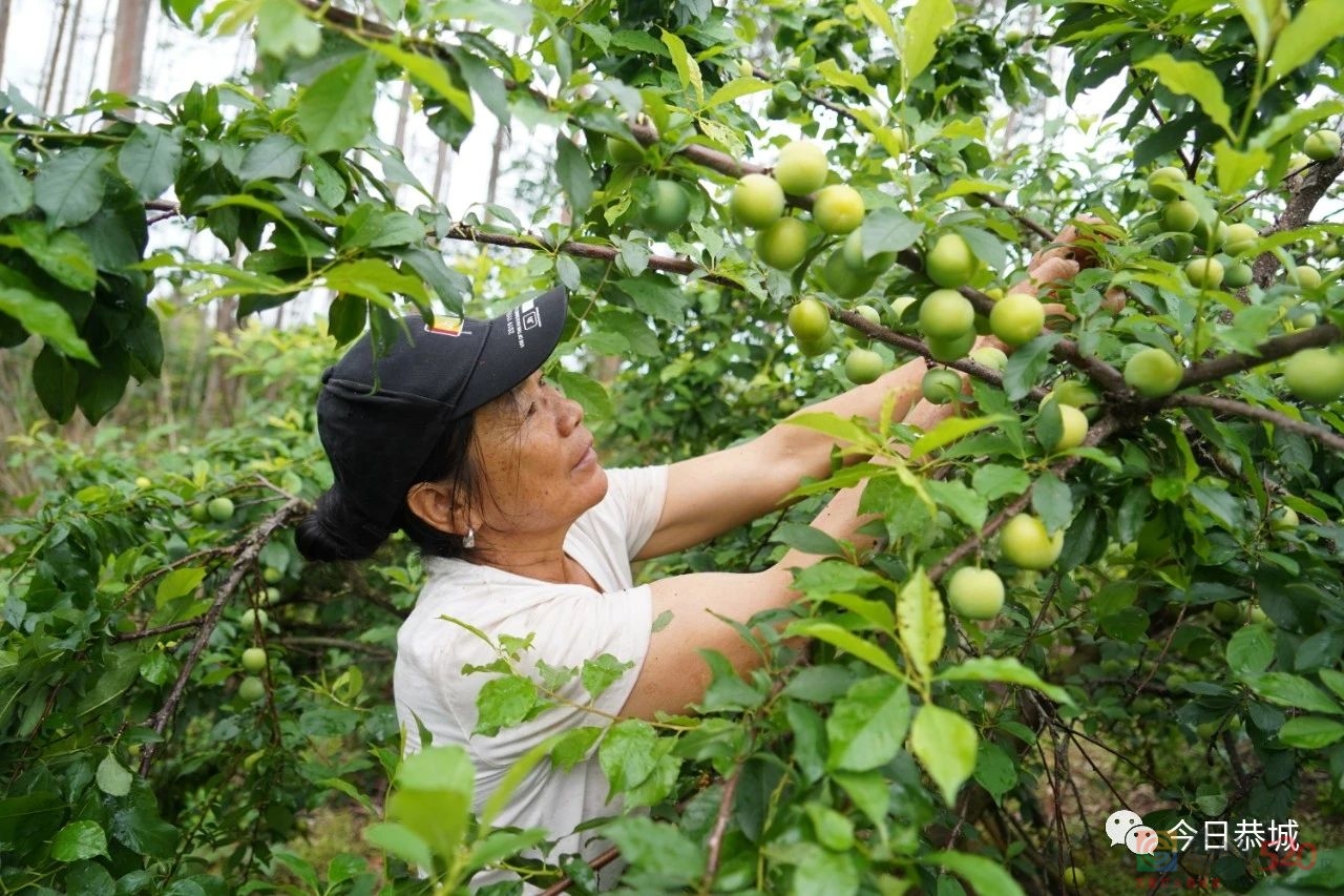 桃李大丰收 果农喜开颜650 / 作者:论坛小编01 / 帖子ID:306500