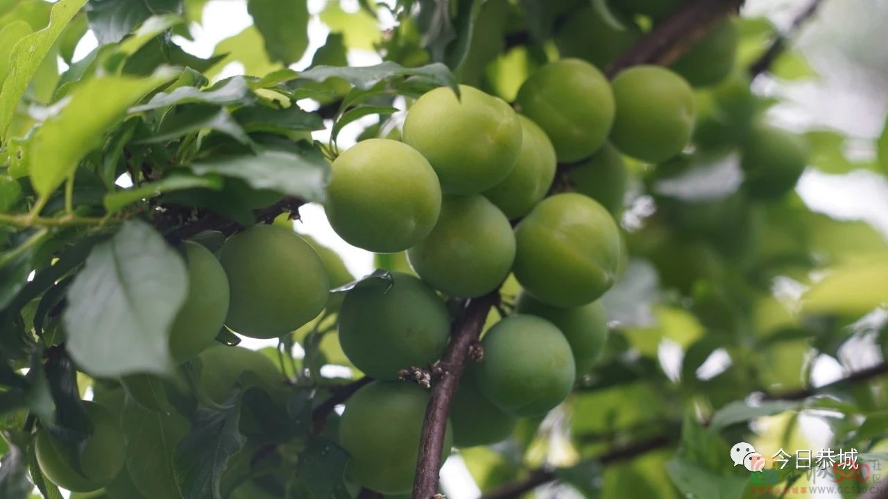 桃李大丰收 果农喜开颜10 / 作者:论坛小编01 / 帖子ID:306500