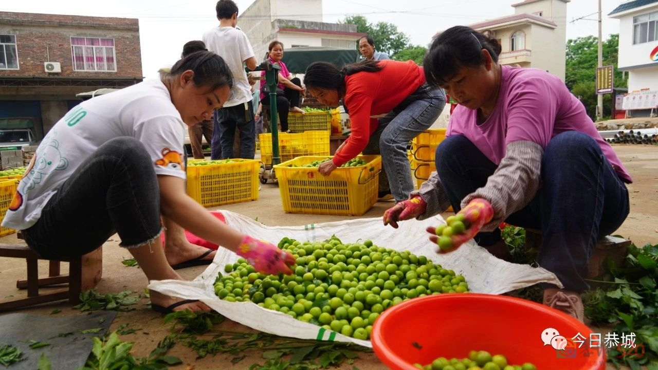 桃李大丰收 果农喜开颜557 / 作者:论坛小编01 / 帖子ID:306500