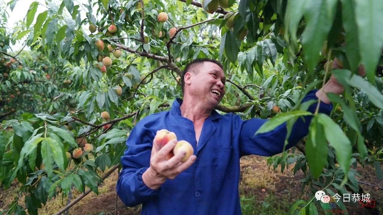 桃李大丰收 果农喜开颜458 / 作者:论坛小编01 / 帖子ID:306500