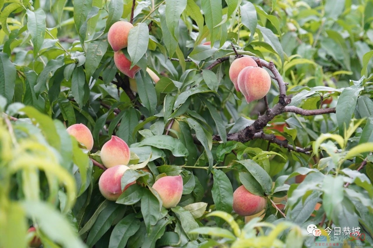 桃李大丰收 果农喜开颜390 / 作者:论坛小编01 / 帖子ID:306500