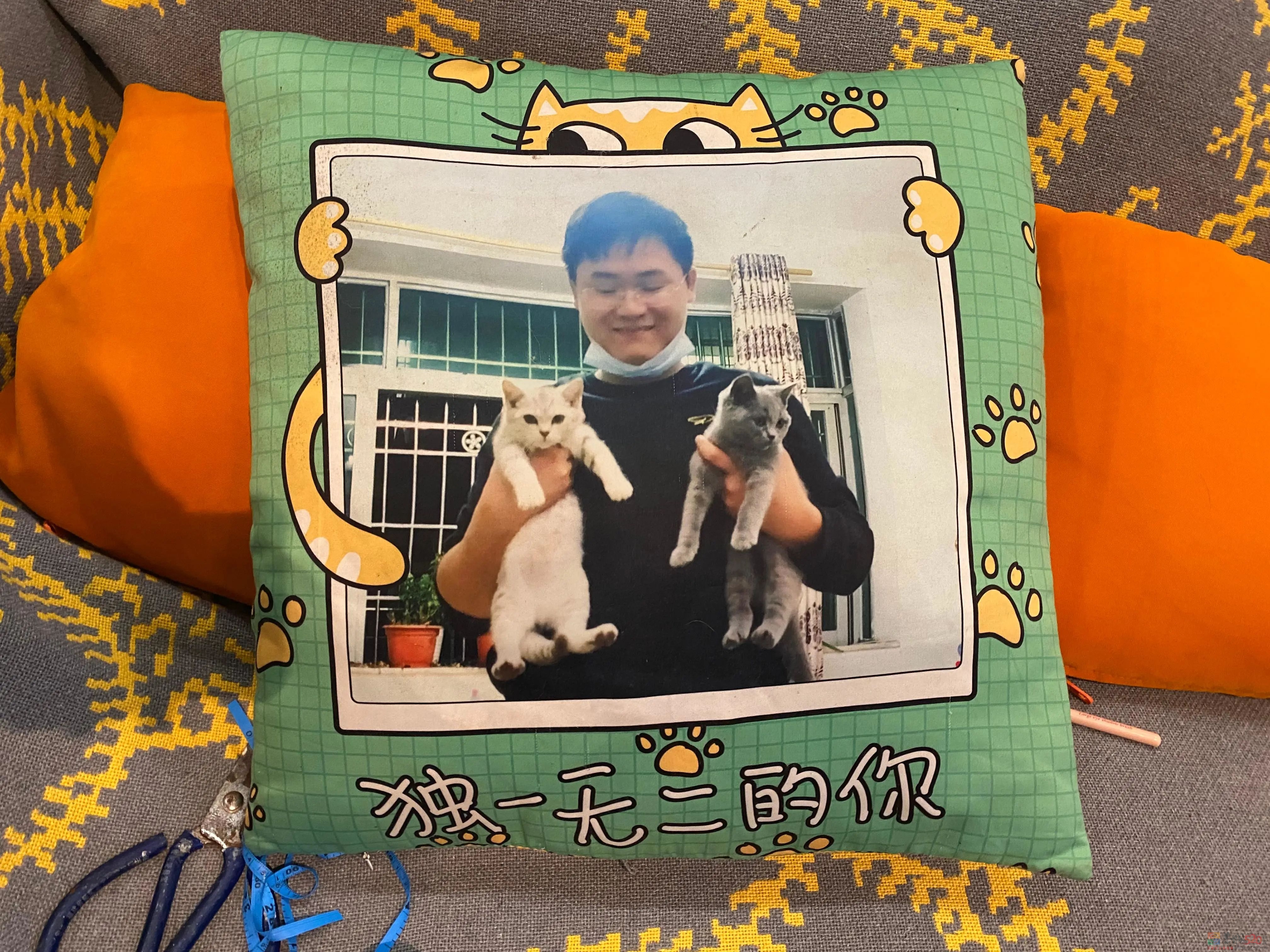 两条“弃狗”，将一对年轻夫妇卷入犯罪指控87 / 作者:儿时的回忆 / 帖子ID:306562