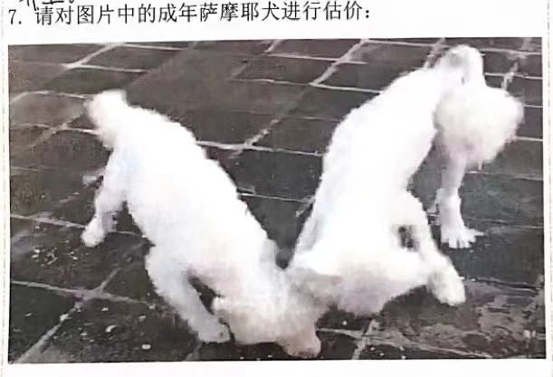 两条“弃狗”，将一对年轻夫妇卷入犯罪指控593 / 作者:儿时的回忆 / 帖子ID:306562