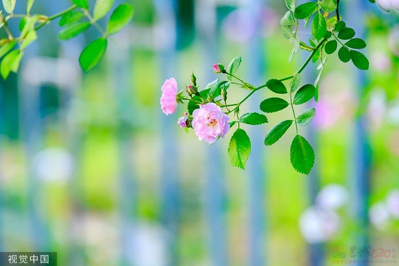 今日小满176 / 作者:登山涉水 / 帖子ID:306868