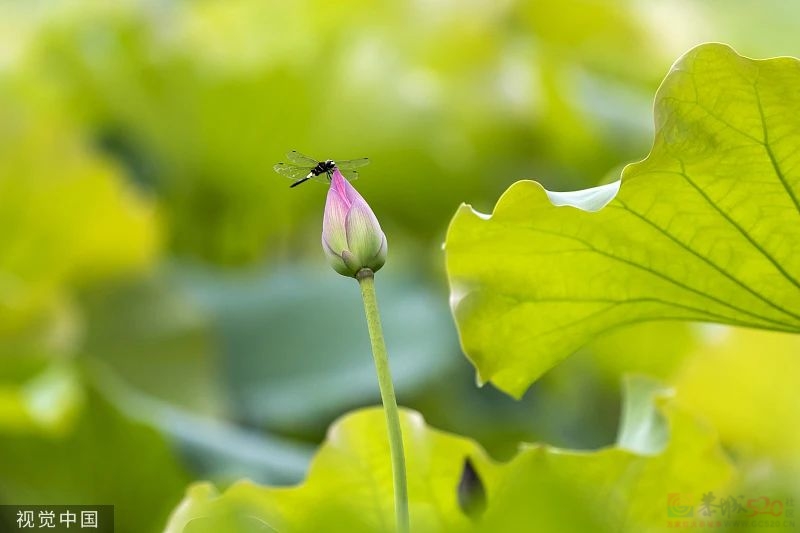 今日小满903 / 作者:登山涉水 / 帖子ID:306868