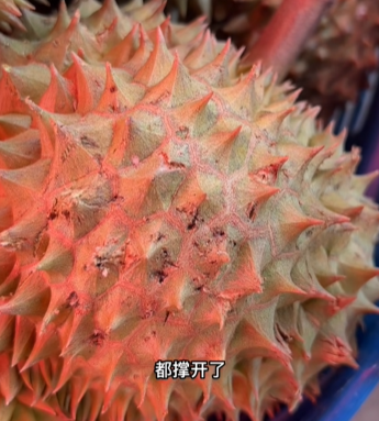 我在B站看人开榴莲，提前领悟世事无常888 / 作者:儿时的回忆 / 帖子ID:307186