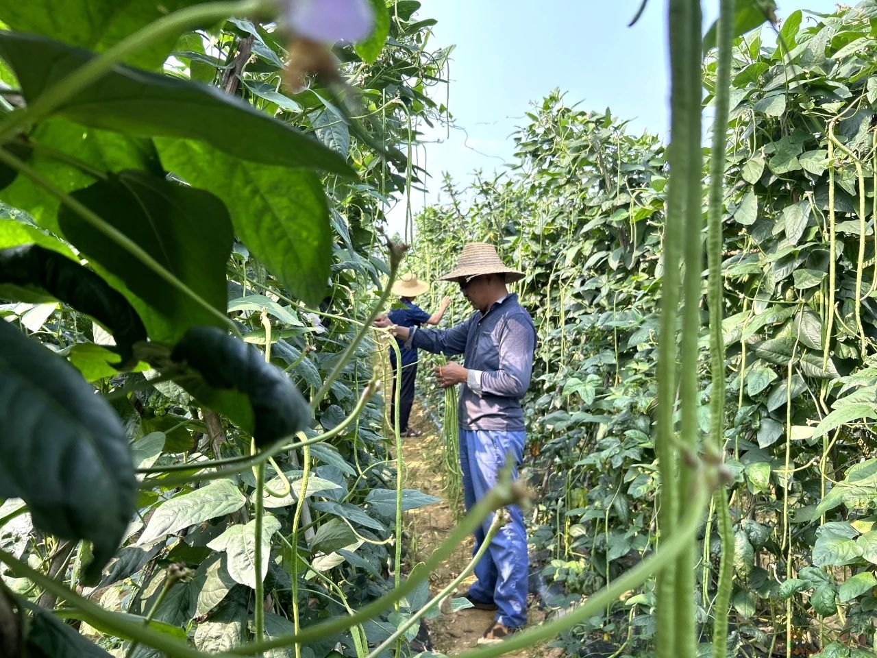 平安镇：豆角丰收采摘忙336 / 作者:论坛小编01 / 帖子ID:307251