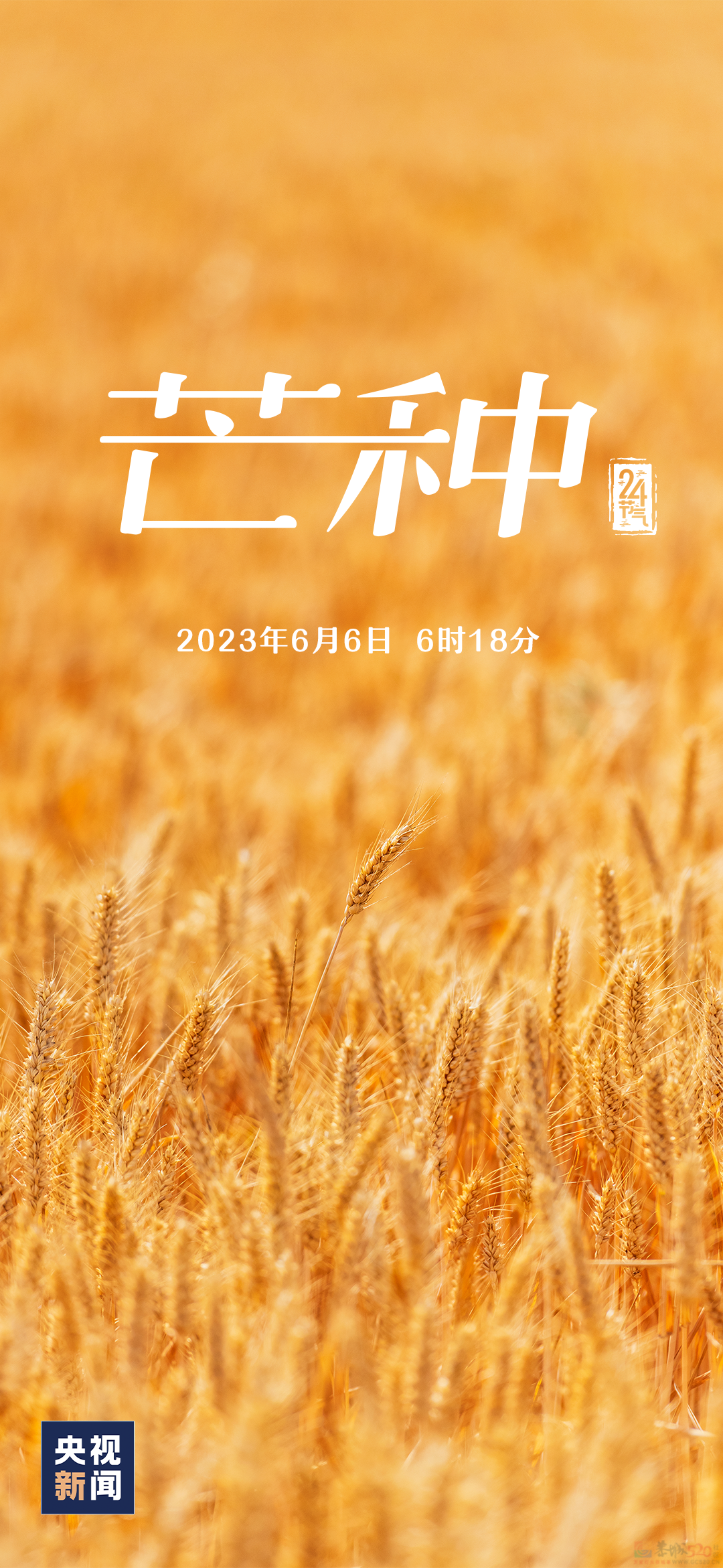 今日，芒种903 / 作者:登山涉水 / 帖子ID:307405