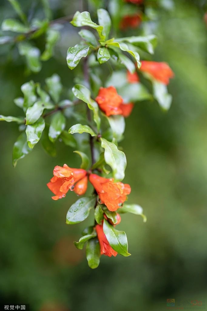 今日端午345 / 作者:登山涉水 / 帖子ID:307873