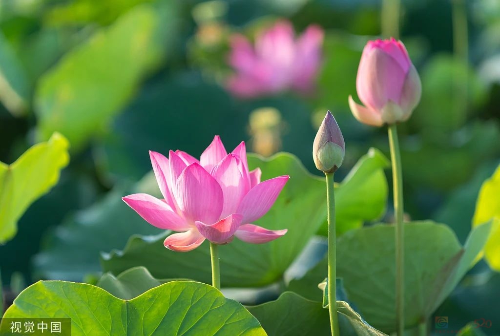 关 于 小 暑 的 24 句 话！807 / 作者:登山涉水 / 帖子ID:308320