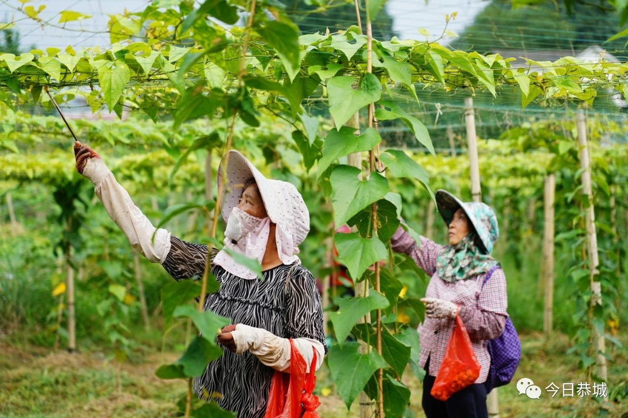 三江乡：罗汉果花齐盛放 农户人工授粉忙242 / 作者:论坛小编01 / 帖子ID:309074