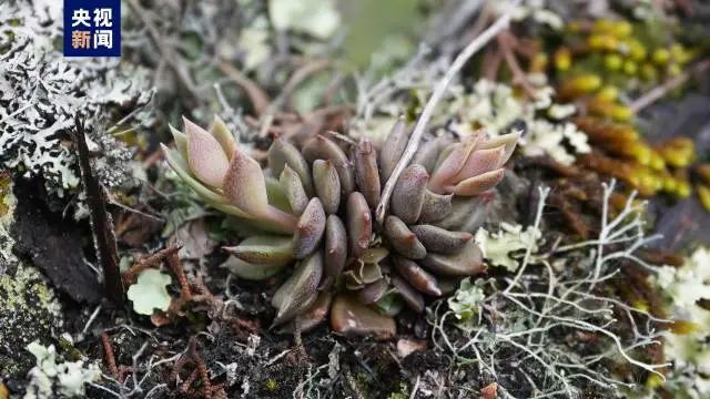 巨！照片公布了961 / 作者:登山涉水 / 帖子ID:309354