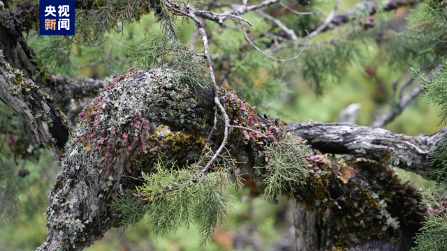 巨！照片公布了163 / 作者:登山涉水 / 帖子ID:309354