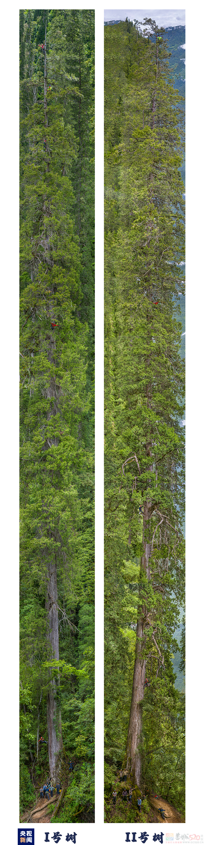 巨！照片公布了386 / 作者:登山涉水 / 帖子ID:309354