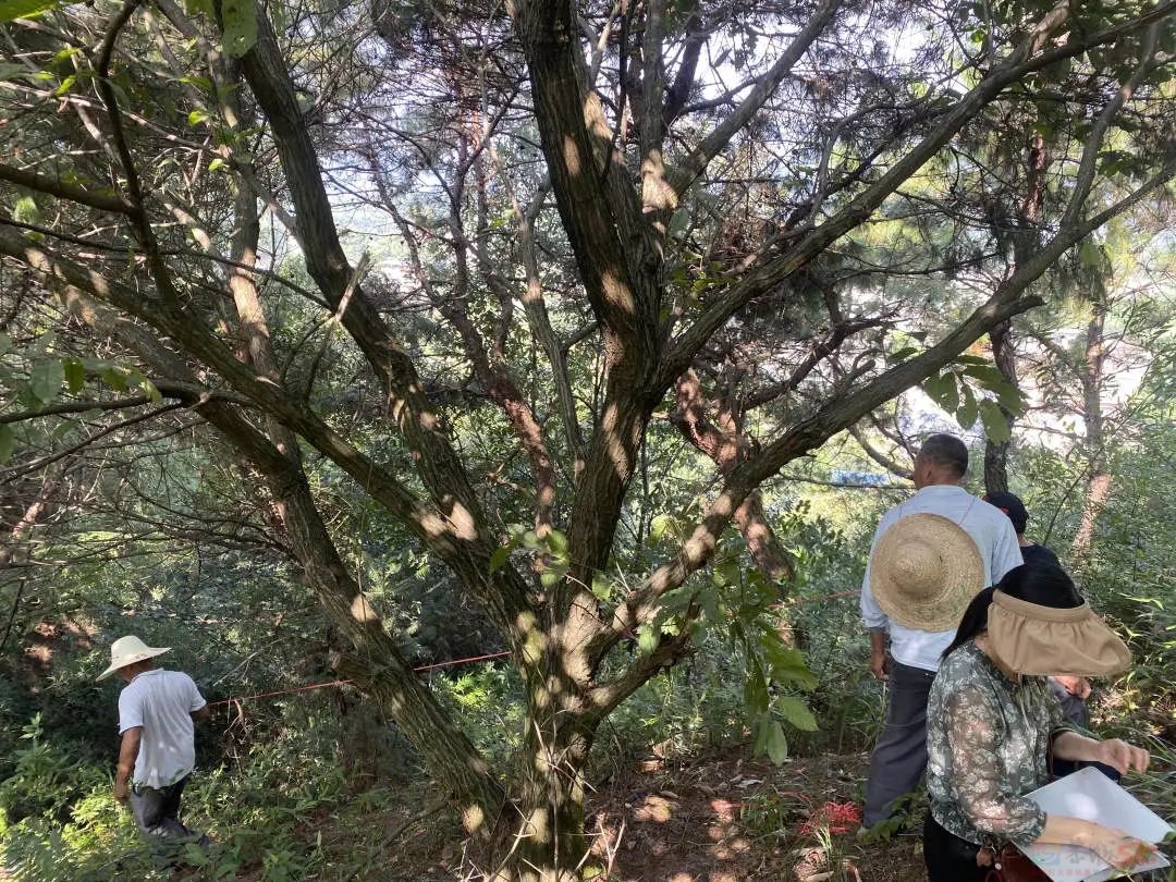 恭城法院：山林土地起纠纷 倾心调解化隔阂651 / 作者:论坛小编01 / 帖子ID:310288