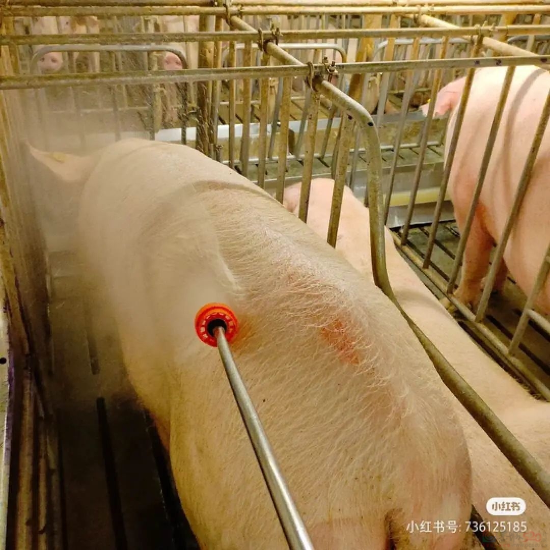 为什么在养猪场不能穿自己的内裤？628 / 作者:儿时的回忆 / 帖子ID:312583