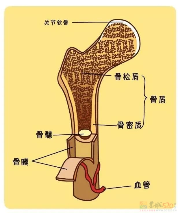 骨健康“新指南”发布：4种表现提示骨头「病了」726 / 作者:健康小天使 / 帖子ID:312650