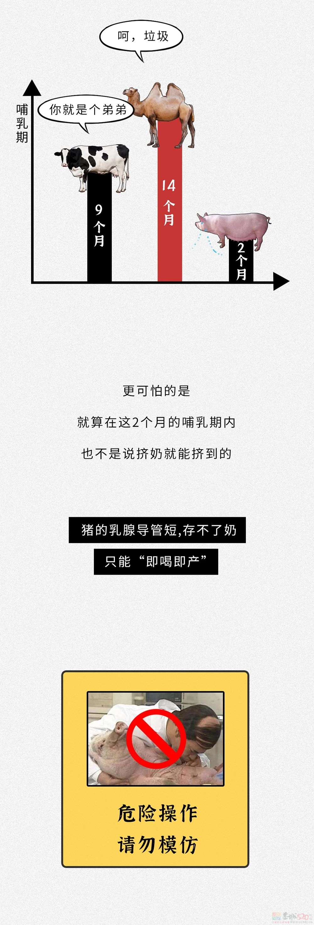 为什么没人喝猪奶？沙雕又羞耻的知识增加了！722 / 作者:儿时的回忆 / 帖子ID:313214
