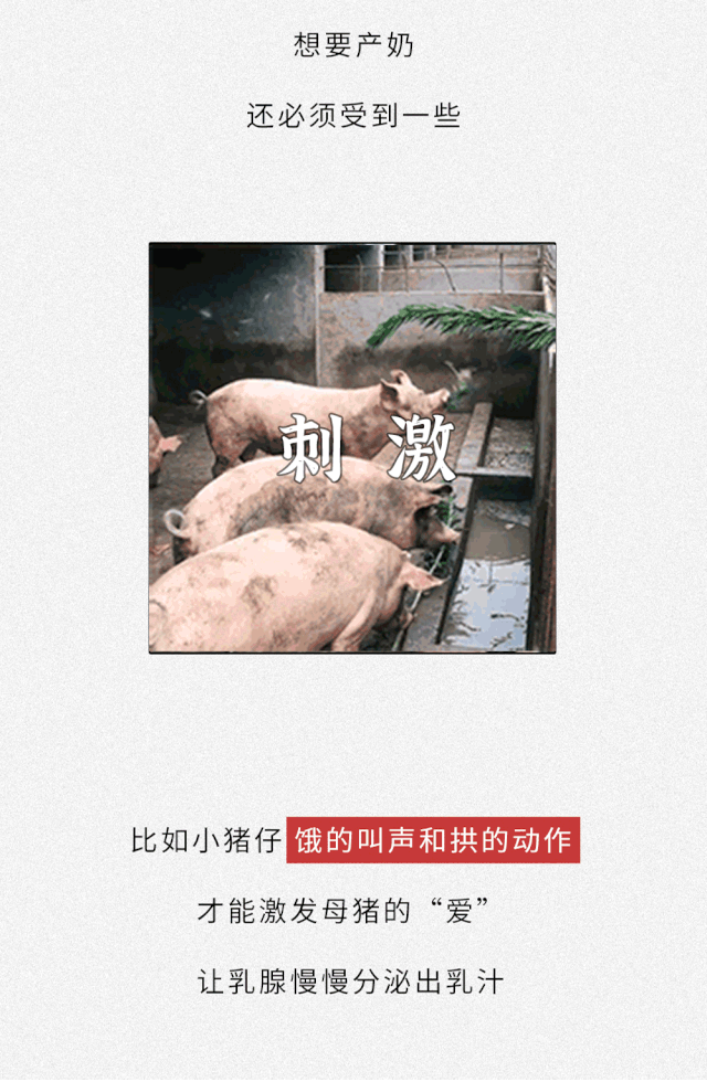 为什么没人喝猪奶？沙雕又羞耻的知识增加了！469 / 作者:儿时的回忆 / 帖子ID:313214