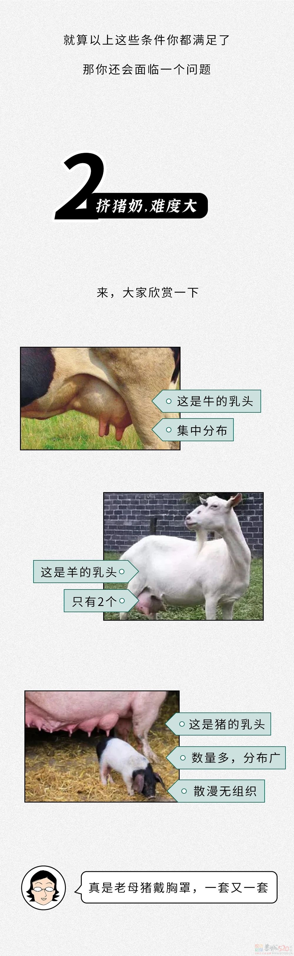 为什么没人喝猪奶？沙雕又羞耻的知识增加了！269 / 作者:儿时的回忆 / 帖子ID:313214