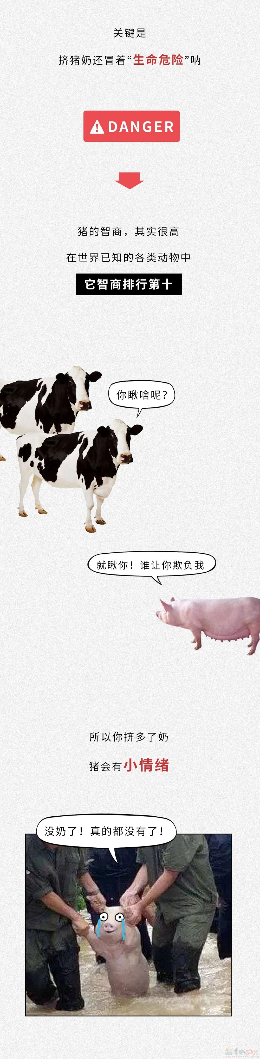 为什么没人喝猪奶？沙雕又羞耻的知识增加了！508 / 作者:儿时的回忆 / 帖子ID:313214