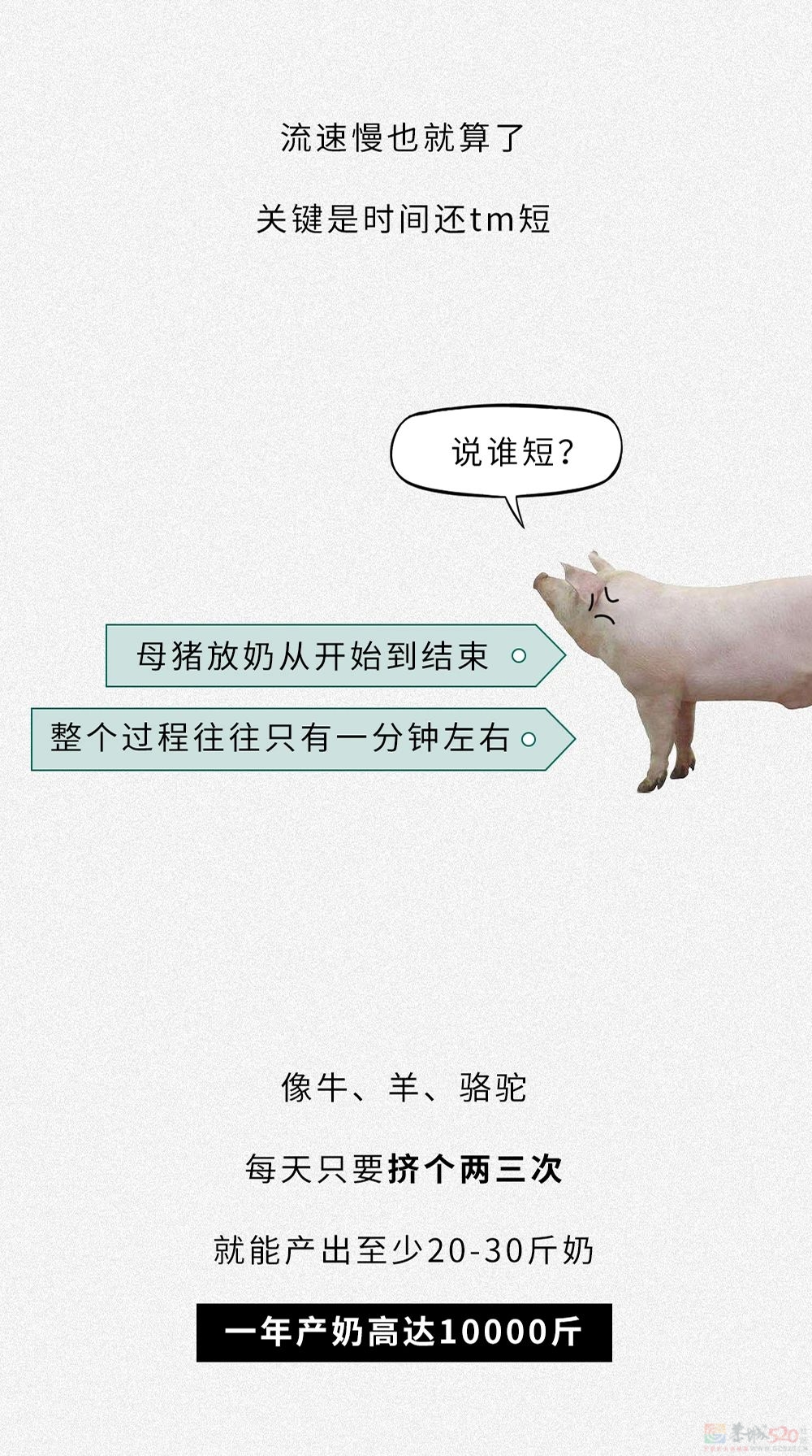 为什么没人喝猪奶？沙雕又羞耻的知识增加了！950 / 作者:儿时的回忆 / 帖子ID:313214