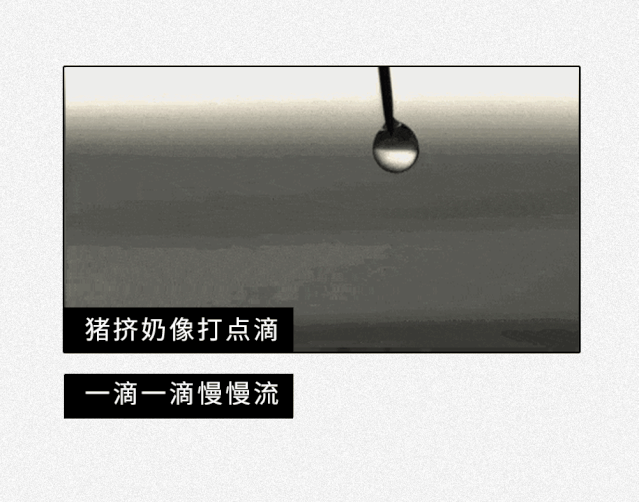 为什么没人喝猪奶？沙雕又羞耻的知识增加了！309 / 作者:儿时的回忆 / 帖子ID:313214
