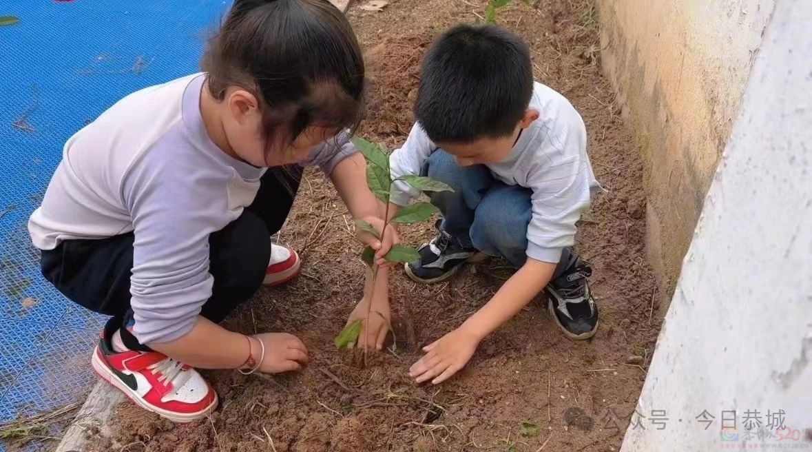 嘉会镇中心幼儿园开展茶叶种植活动482 / 作者:论坛小编01 / 帖子ID:314569
