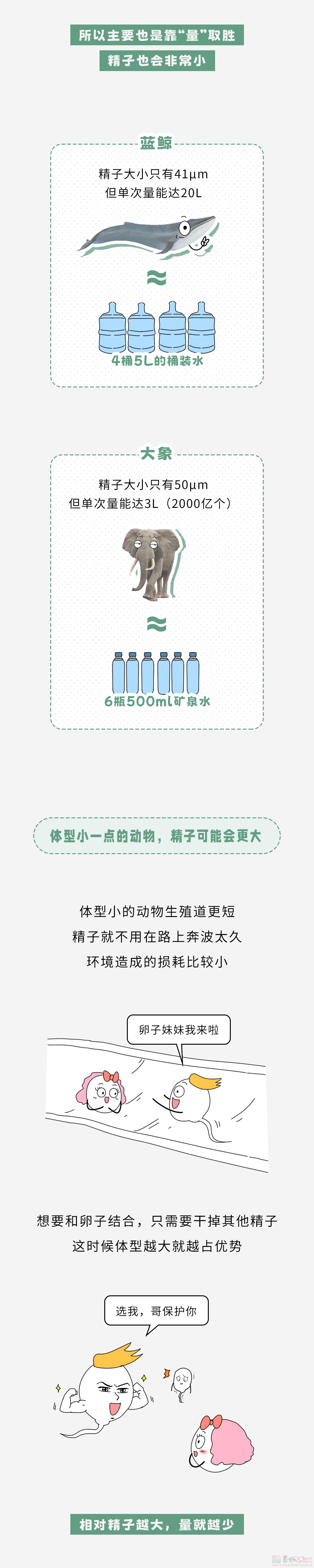 为什么体积越小的动物，精子越大？36 / 作者:儿时的回忆 / 帖子ID:314673