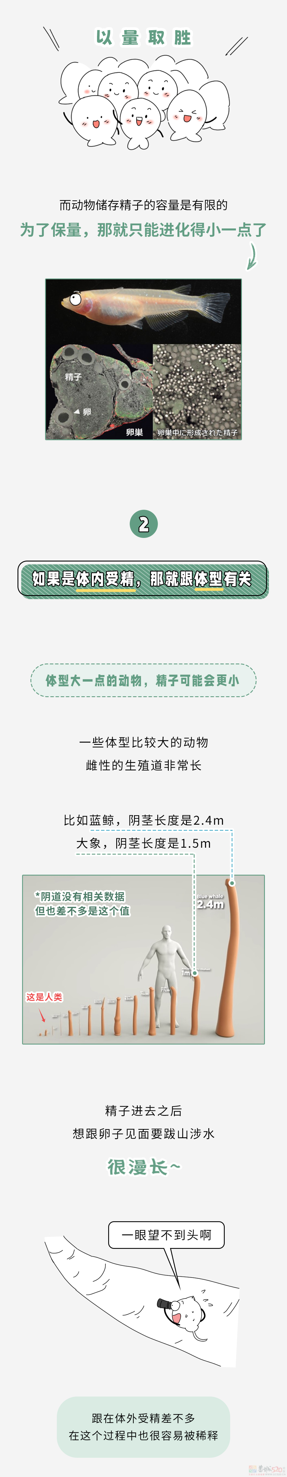 为什么体积越小的动物，精子越大？572 / 作者:儿时的回忆 / 帖子ID:314673