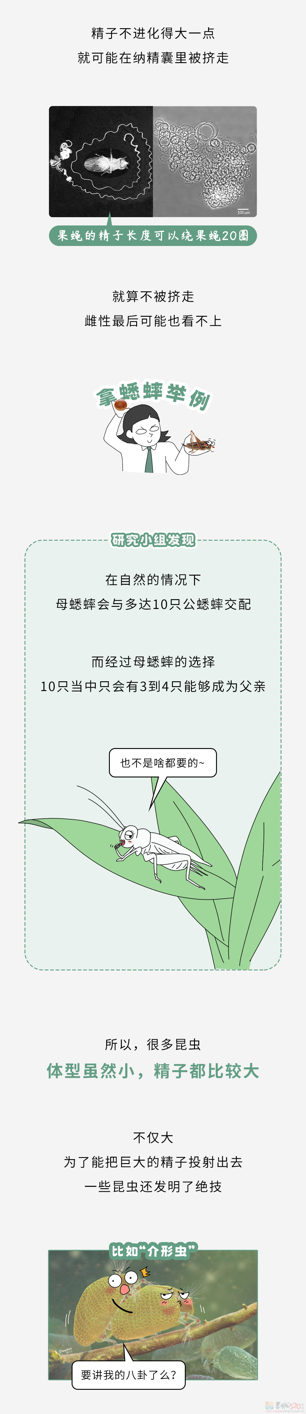 为什么体积越小的动物，精子越大？67 / 作者:儿时的回忆 / 帖子ID:314673