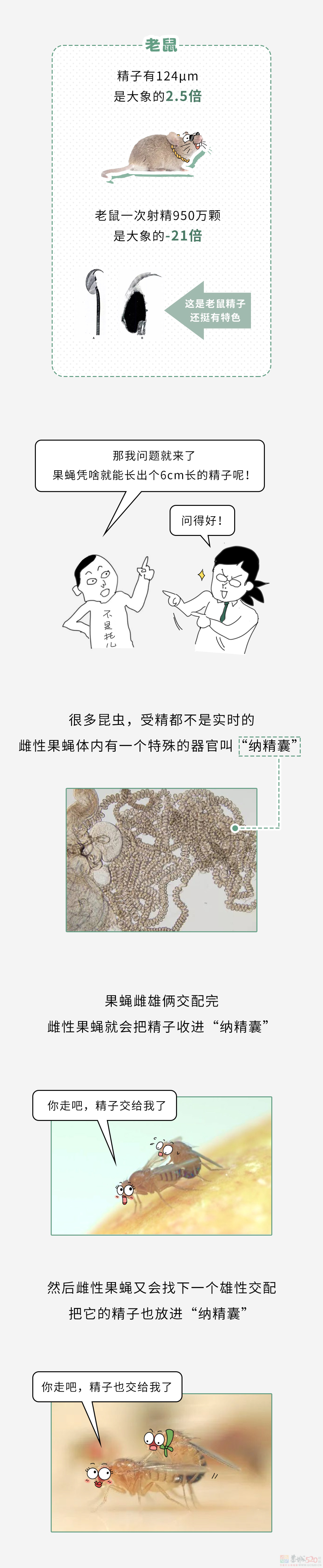 为什么体积越小的动物，精子越大？765 / 作者:儿时的回忆 / 帖子ID:314673