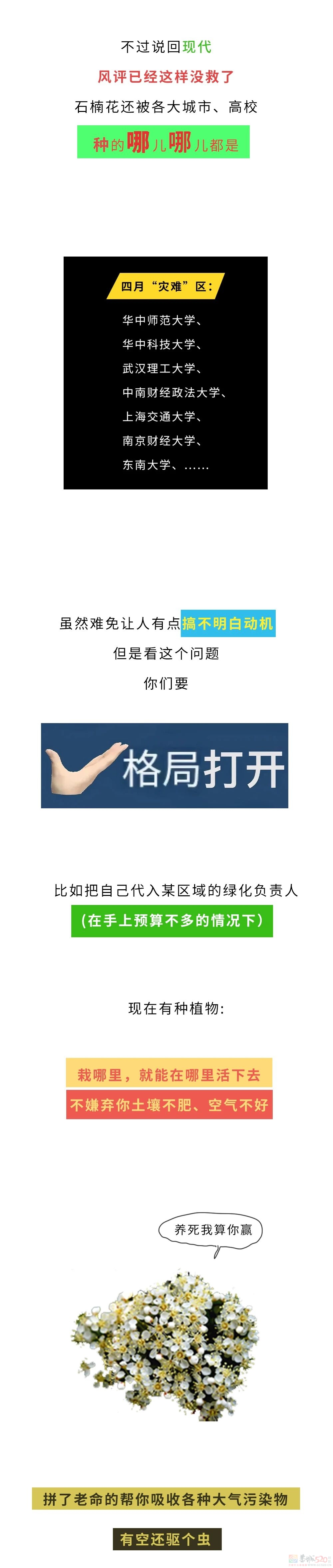 石楠花味道这么污，究竟TM为啥还满大街种啊？378 / 作者:儿时的回忆 / 帖子ID:314708
