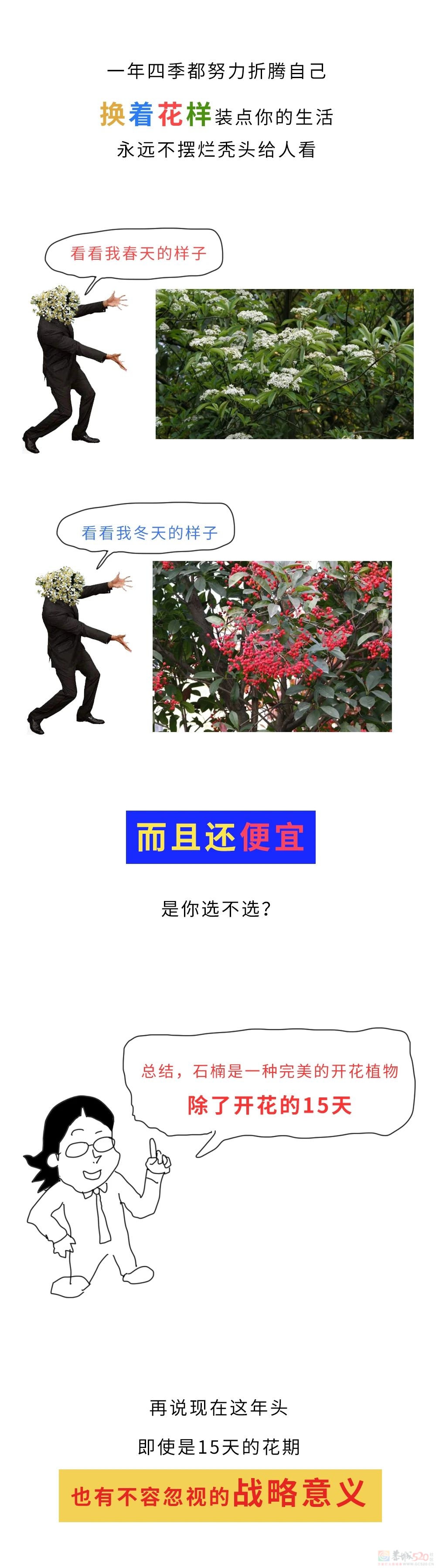 石楠花味道这么污，究竟TM为啥还满大街种啊？939 / 作者:儿时的回忆 / 帖子ID:314708