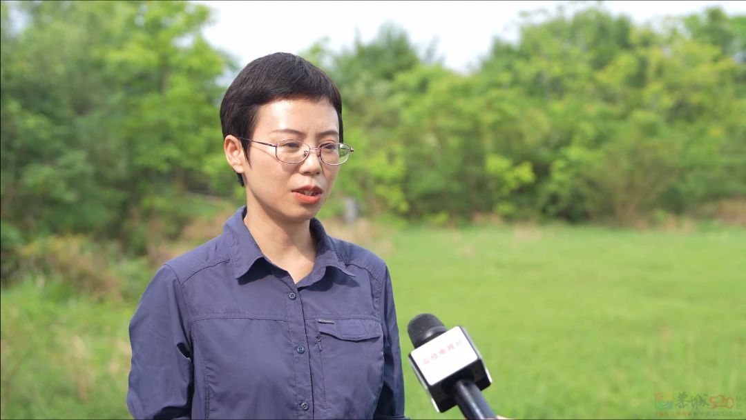 罕见！“东方宝石”——彩鹮，惊艳现身桂林会仙湿地768 / 作者:尹以为荣 / 帖子ID:314904