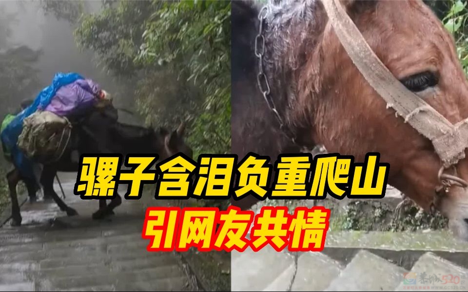 骡子负重爬山，打工人为何共情了?535 / 作者:论坛小编01 / 帖子ID:315136