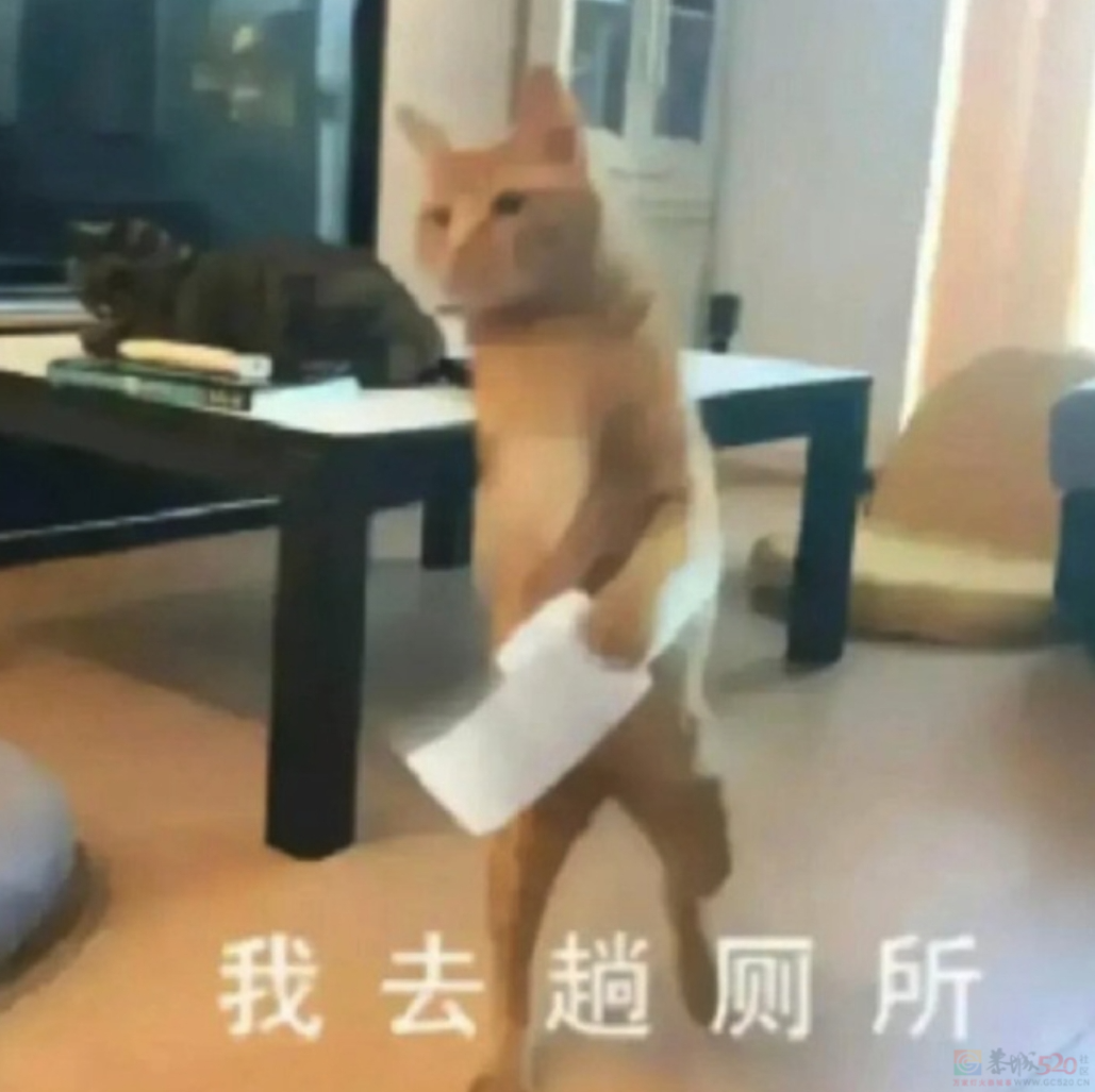 “蹲在露天旱厕和羊面对面”，去今年最爆景区的人膀胱快炸了402 / 作者:儿时的回忆 / 帖子ID:315346