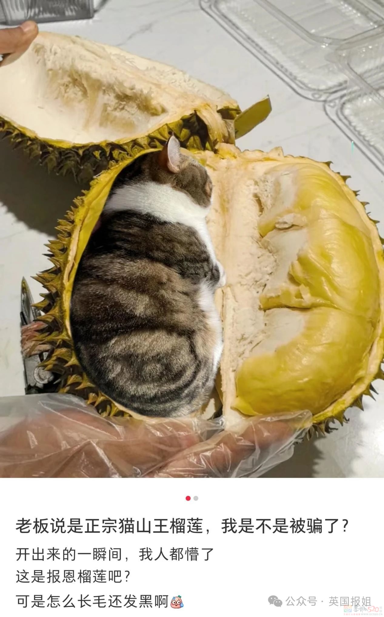 泰国越南为榴莲打起来啦？中国人狂炫榴莲吃光泰国，越南趁虚而入：想吃多少我们种多少！32 / 作者:放眼看世界 / 帖子ID:315400