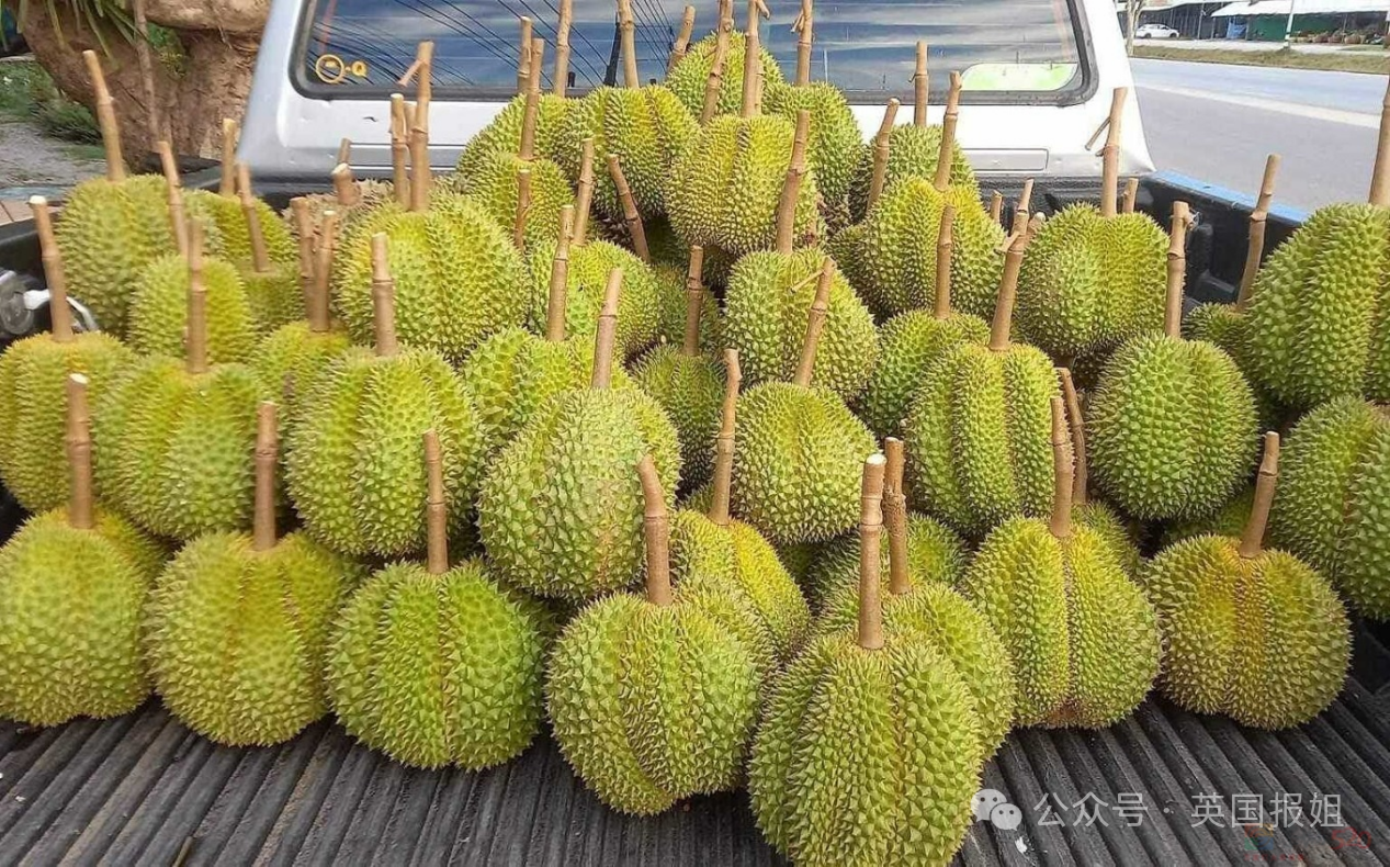 泰国越南为榴莲打起来啦？中国人狂炫榴莲吃光泰国，越南趁虚而入：想吃多少我们种多少！829 / 作者:放眼看世界 / 帖子ID:315400