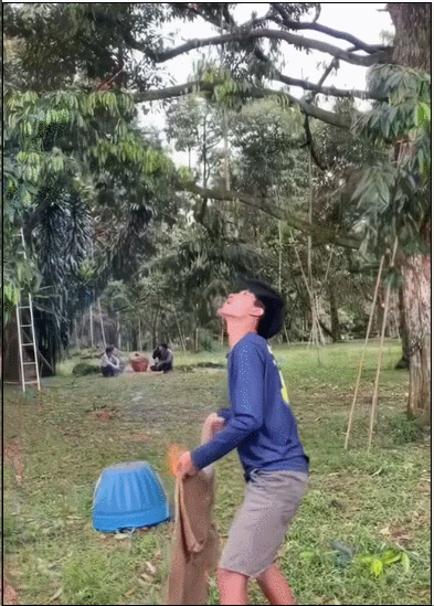 泰国越南为榴莲打起来啦？中国人狂炫榴莲吃光泰国，越南趁虚而入：想吃多少我们种多少！961 / 作者:放眼看世界 / 帖子ID:315400