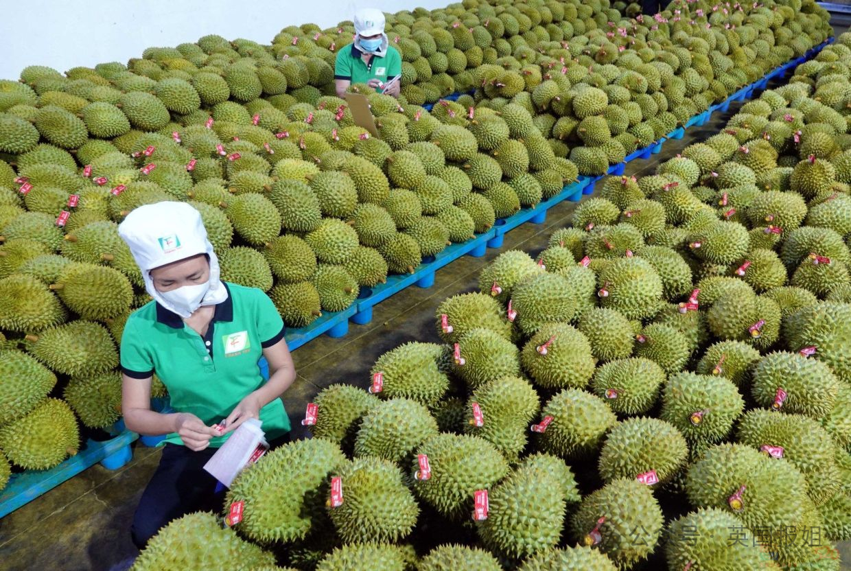泰国越南为榴莲打起来啦？中国人狂炫榴莲吃光泰国，越南趁虚而入：想吃多少我们种多少！991 / 作者:放眼看世界 / 帖子ID:315400