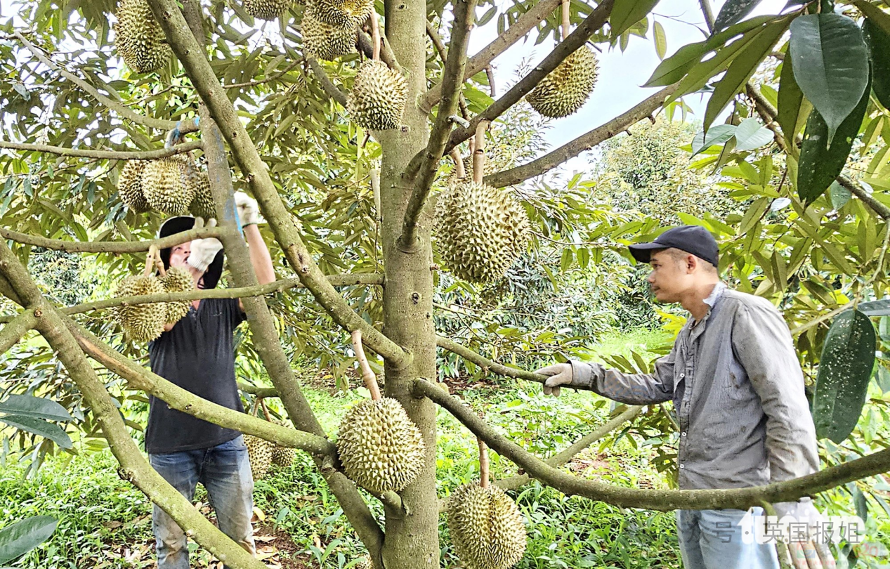 泰国越南为榴莲打起来啦？中国人狂炫榴莲吃光泰国，越南趁虚而入：想吃多少我们种多少！934 / 作者:放眼看世界 / 帖子ID:315400