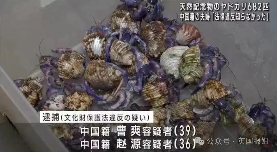 中国游客日本赶海，狂捞龙虾鲍鱼被罚几万差点坐牢？有人竟放言挑衅“来抓我呀？”584 / 作者:放眼看世界 / 帖子ID:315789